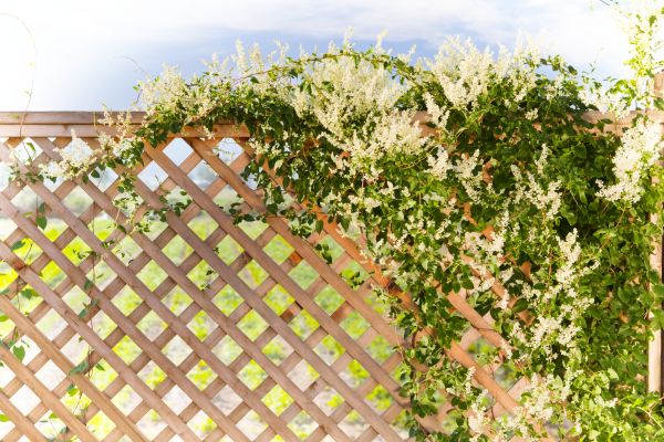 Lattice Repair in Warwick