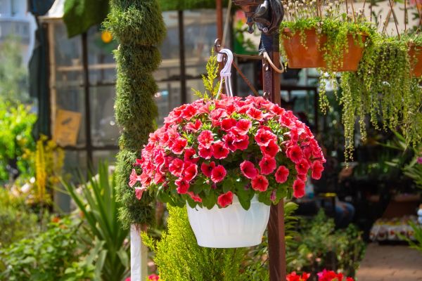 Hanging Planter Installation in Warwick