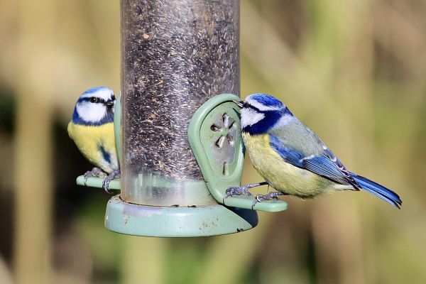 Bird Feeder Mounting Service in Warwick