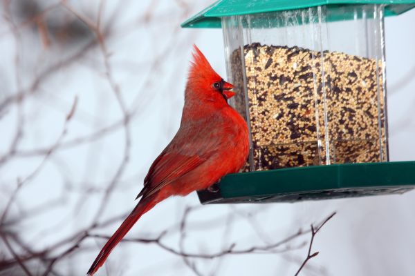 Bird Feeder Hanging in Warwick